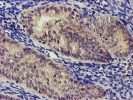 NUDT6 Antibody (clone OTI7F4, Carrier-free)