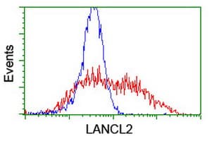 TASP / LANCL2 Antibody (clone OTI2A11)