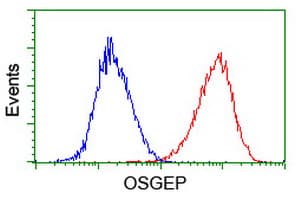 OSGEP Antibody (aa1-335, clone OTI9E3, Carrier-free)