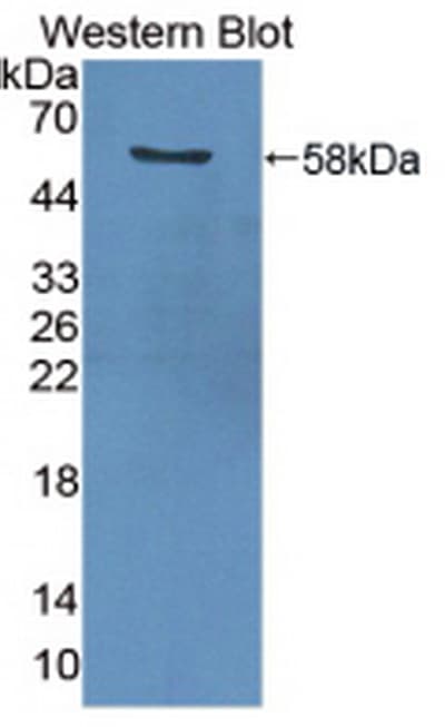 PathPlus™ PCNA Antibody