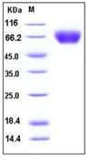 Human ICAM-1 / CD54 Protein (Recombinant His,C-terminus)
