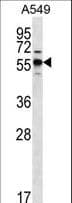 SPNS3 Antibody (aa470-498)