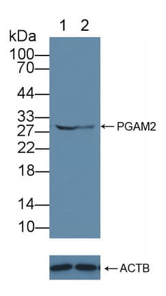 Polyclonal Rabbit anti-Human PGAM2 Antibody (aa1-236, WB)