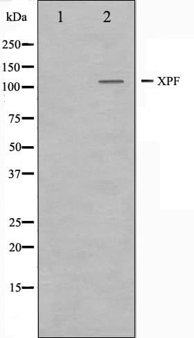 ERCC4 / XPF Antibody