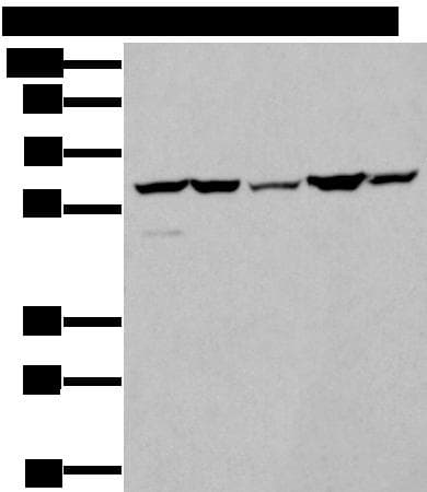 Polyclonal Rabbit anti-Human ZBTB3 Antibody (IHC, WB)