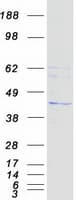 Human STX5 / Syntaxin 5 Protein (Recombinant Myc-DDK (Flag))