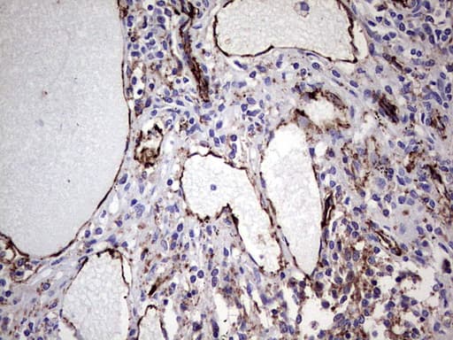 PECAM-1 / CD31 Antibody (clone UMAB164)