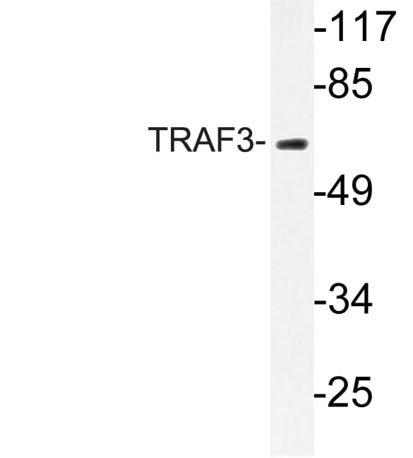TRAF3 Antibody (aa240-289)
