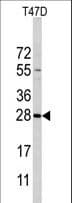 IHC-plus™ PEMT Antibody (aa170-199)