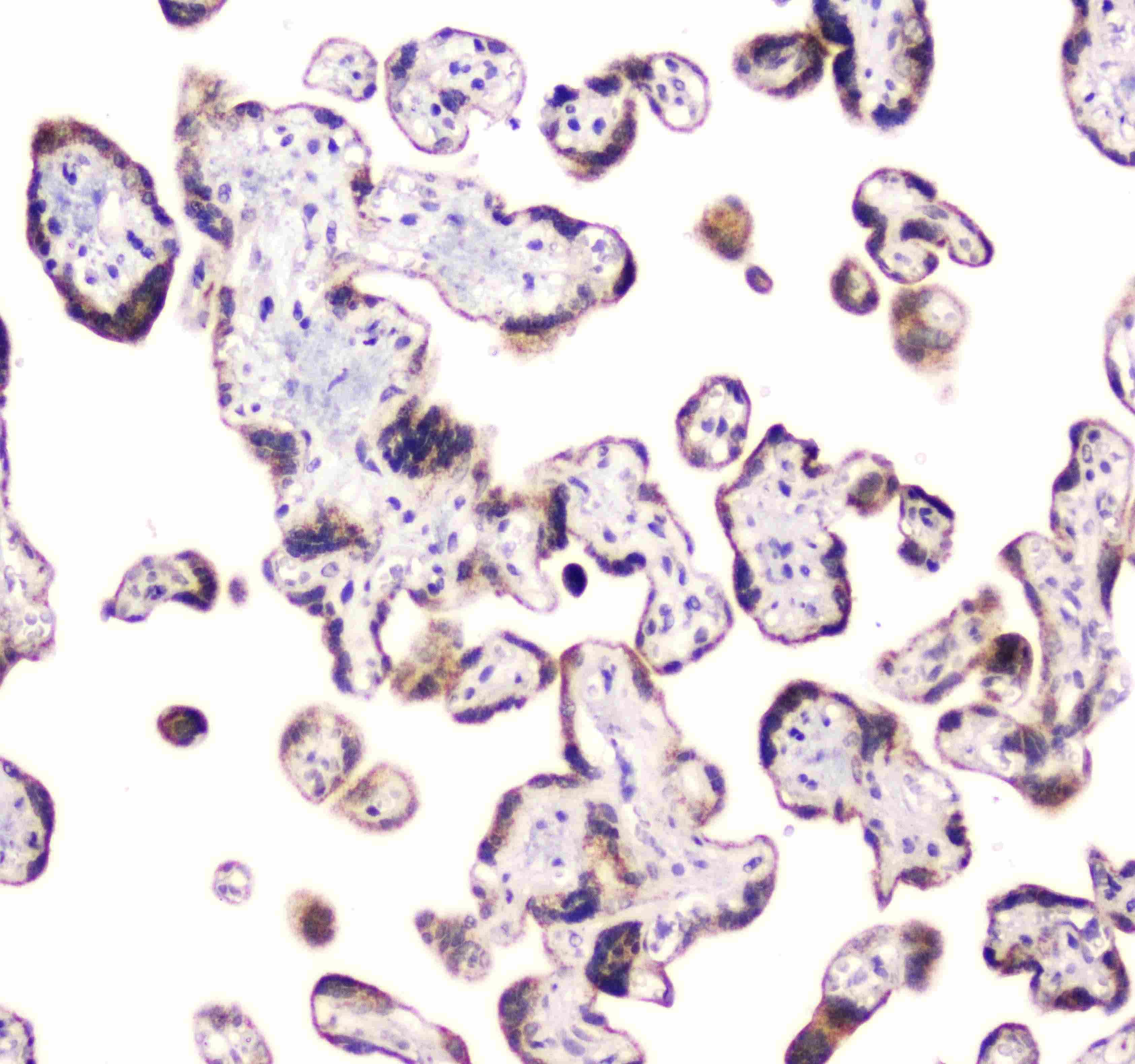 CLPX Antibody