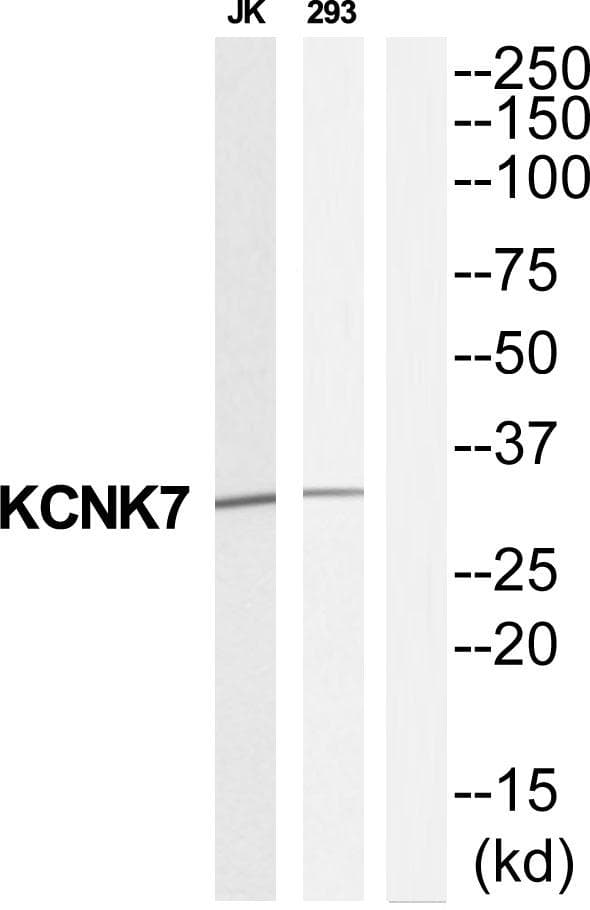 Polyclonal Rabbit anti-Human KCNK7 / K2p7.1 Antibody (WB)