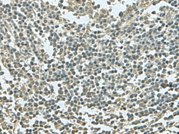 KRT36 / Keratin 36 / KRTHA6 Antibody