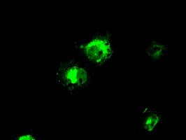 MCL1 / MCL 1 Antibody (clone OTI10D10, Carrier-free)