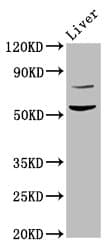 HINFP Antibody