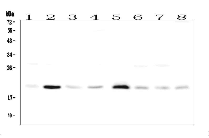 RAP1A Antibody (aa156-181)