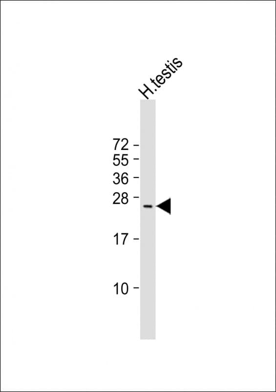 TUSC1 Antibody (aa108-141)