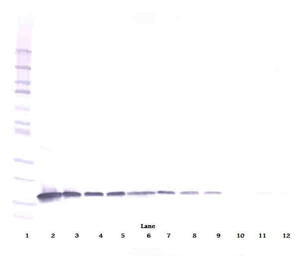 IL3 Antibody (Biotin)