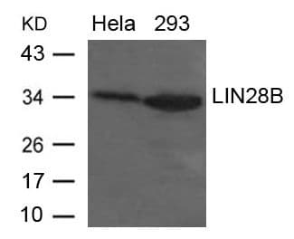 Polyclonal Rabbit anti-Human LIN28B Antibody (WB)