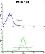 ZWINT Antibody (aa59-88)