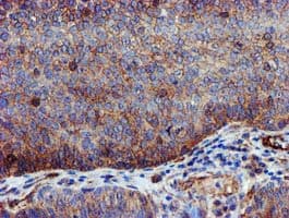 EPN2 Antibody (clone OTI1C5, Carrier-free)