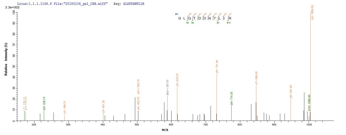 Mouse ANXA4 / Annexin IV Protein (Recombinant 10His, N-terminus + Myc, C-terminus)
