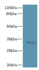 CLEC1A / CLEC-1 Antibody