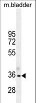 TGIF1 Antibody (aa208-237)