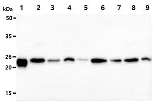 PRDX3 / Peroxiredoxin 3 Antibody (clone AT1F8)