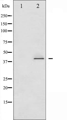CRK Antibody (phospho-Tyr221)