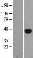 Human POU5F1 / OCT4 Protein (Over-Expression Lysate Myc-DDK (Flag))