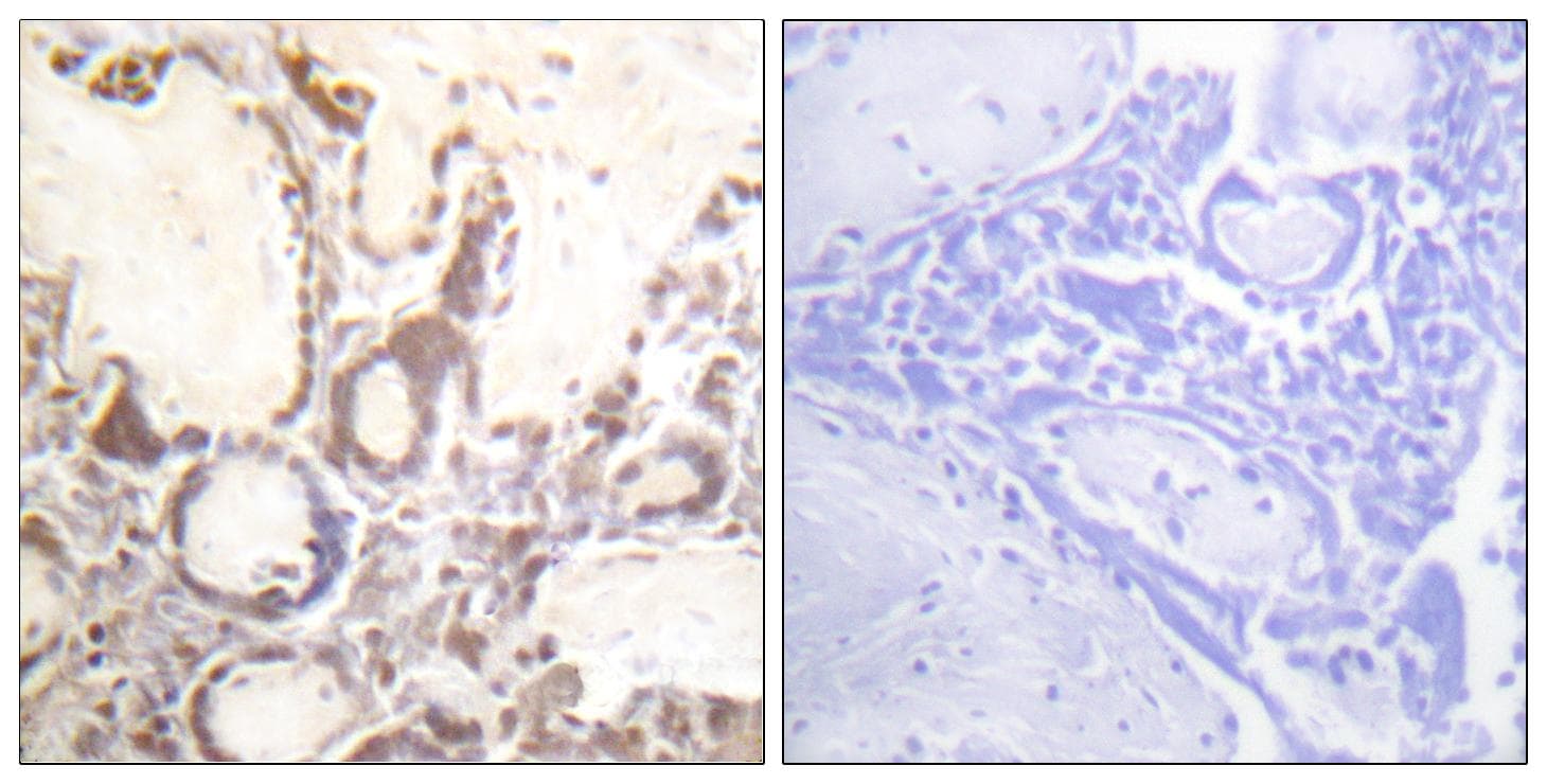 RACGAP1 / MGCRACGAP Antibody (phospho-Ser387)