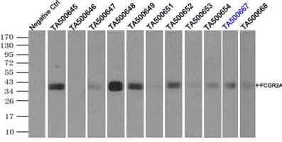 FCGR2 / CD32 Antibody (clone OTI16D6)