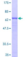 Human INPP1 Protein (Recombinant GST)