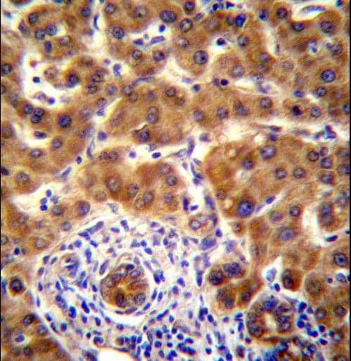 Polyclonal Rabbit anti-Mouse NRBP2 Antibody (aa454-482, IHC, WB)