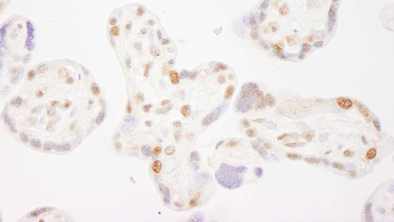 NELFB / COBRA1 Antibody (aa530-580)