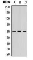 LYN Antibody (C-Terminus)