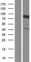 SLC7A14 Protein (Over-Expression Lysate Myc-DDK (Flag))