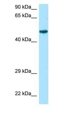 Polyclonal Rabbit anti-Mouse RCC1 Antibody (aa74-123, WB)