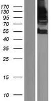 SPT5 / SUPT5H Protein (Over-Expression Lysate Myc-DDK (Flag))