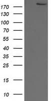 Monoclonal Mouse anti-Human SHPRH Antibody (clone OTI4F3, WB)