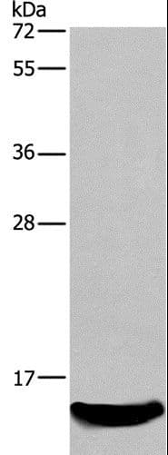 AIF1 / IBA1 Antibody