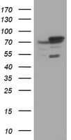 SCFD1 / SLY1 Antibody (clone OTI1F4, Carrier-free)