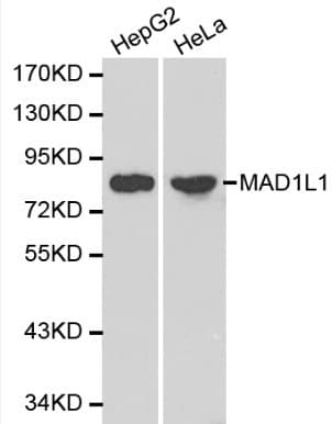 MAD1L1 / MAD1 Antibody