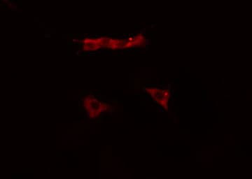 CD9 Antibody
