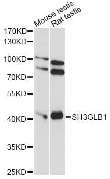 SH3GLB1 / Bif / Endophilin B1 Antibody