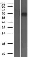 MAP3K7 / TAK1 Protein (Over-Expression Lysate Myc-DDK (Flag))