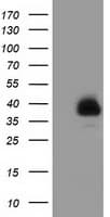 FAM84B Antibody (clone OTI2E7, Carrier-free)