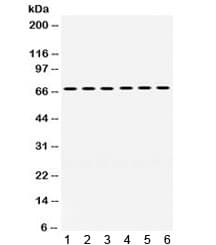 EnvR / ERV3 Antibody