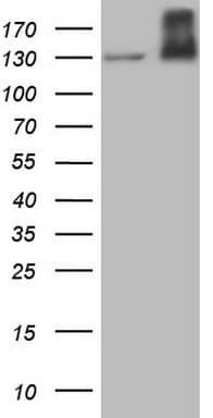 c-Met Antibody (aa570-885, clone OTI1E6)