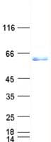 Human SRC Protein (Recombinant His,C-terminus)